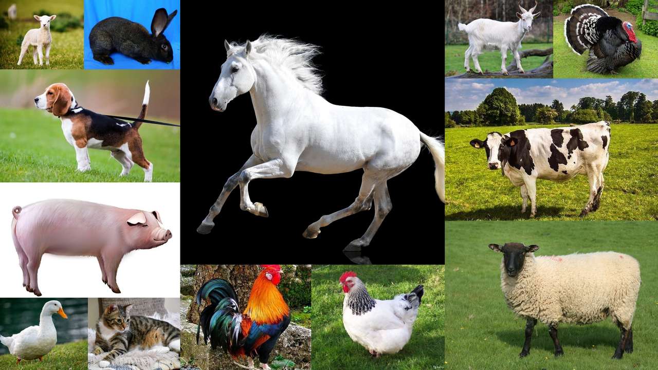 Zwierzęta puzzle online ze zdjęcia