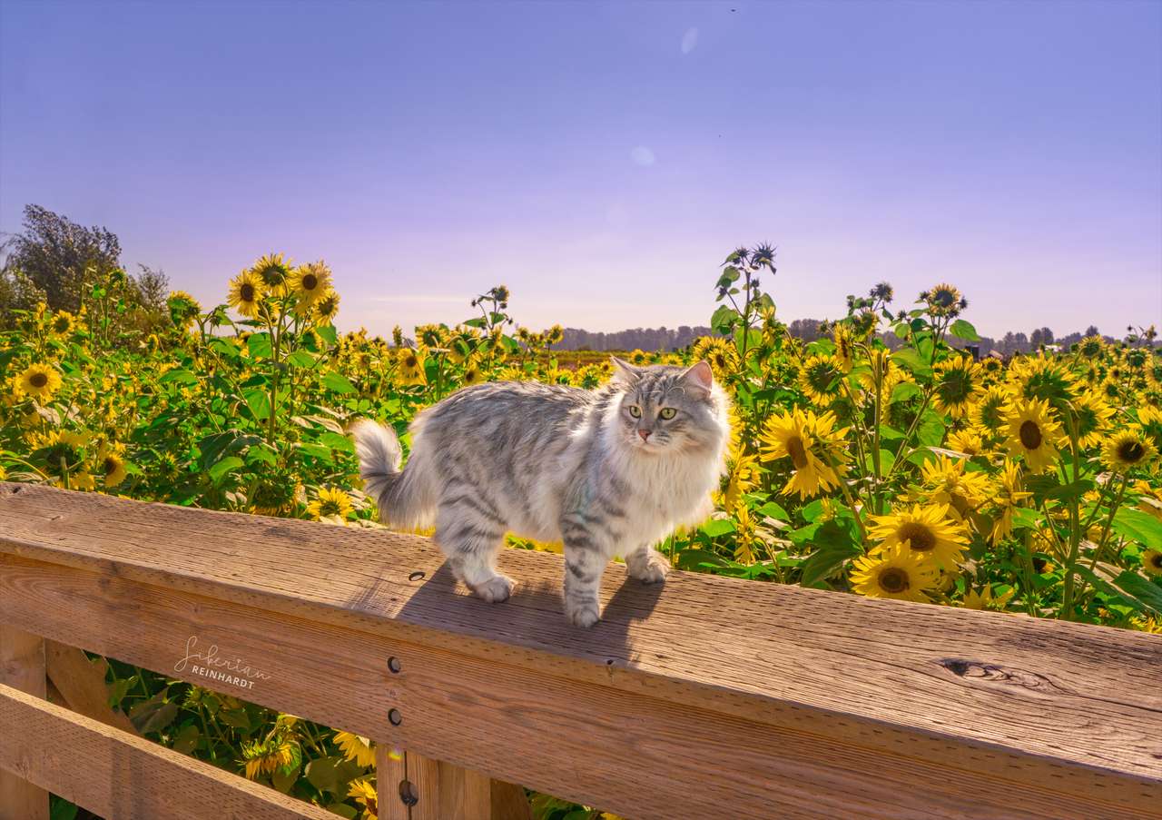 Kot na Słonecznikowym Polu puzzle online