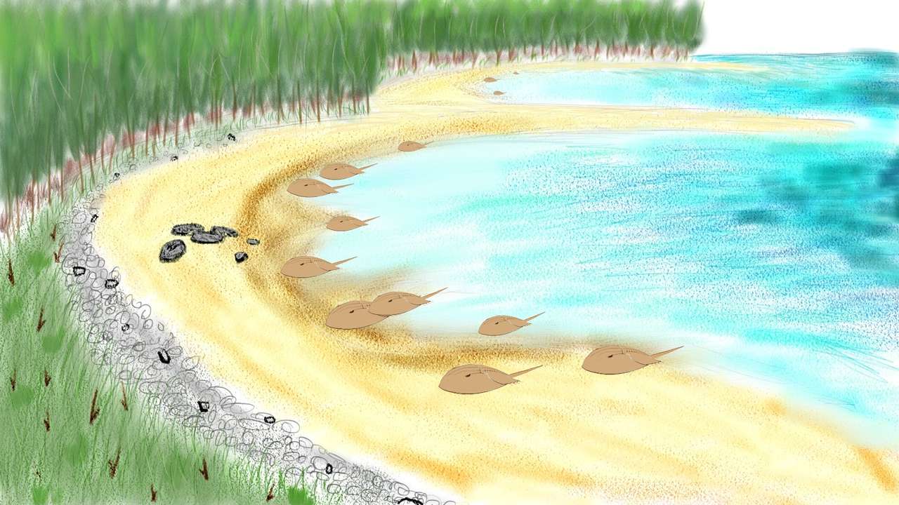Kraby podkowy (Piaszczysta plaża) puzzle online