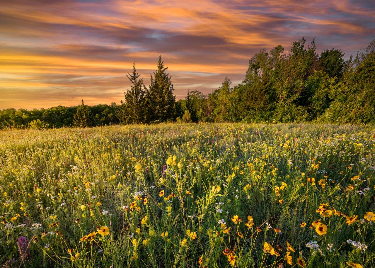 Kolorowe wiosenne kwiaty o świcie w wiejskim Teksasie puzzle online ze zdjęcia