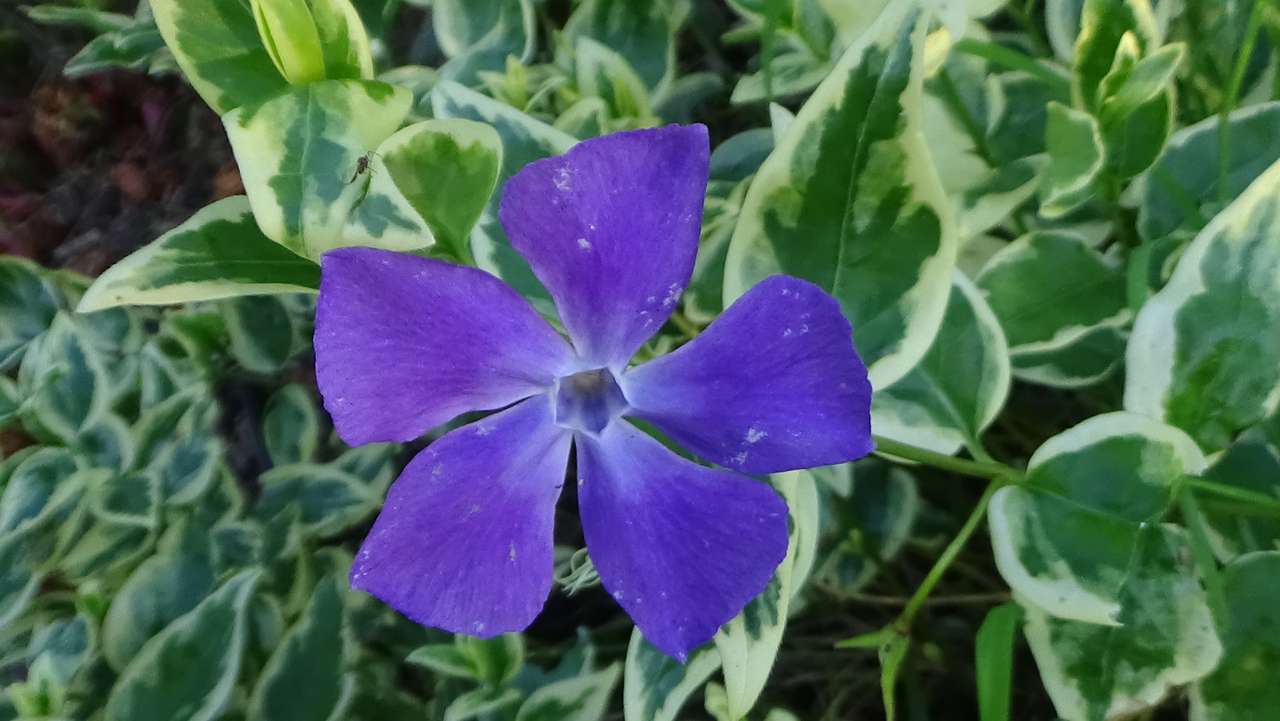 Fioletowy kwiat Barwinek puzzle online ze zdjęcia