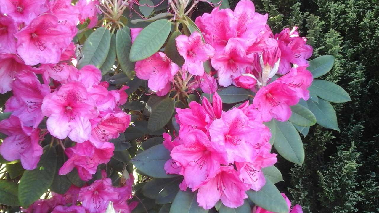 Rododendron puzzle online ze zdjęcia