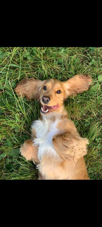 Uśmiechnięty pies puzzle online ze zdjęcia