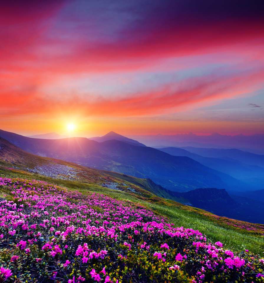 Piękne fioletowe kwiaty puzzle online ze zdjęcia