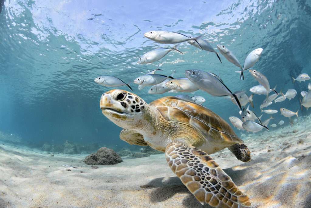 Żółw pod morzem puzzle online