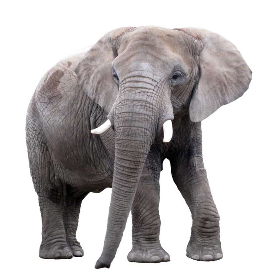 Puzzle ze słoniami puzzle online