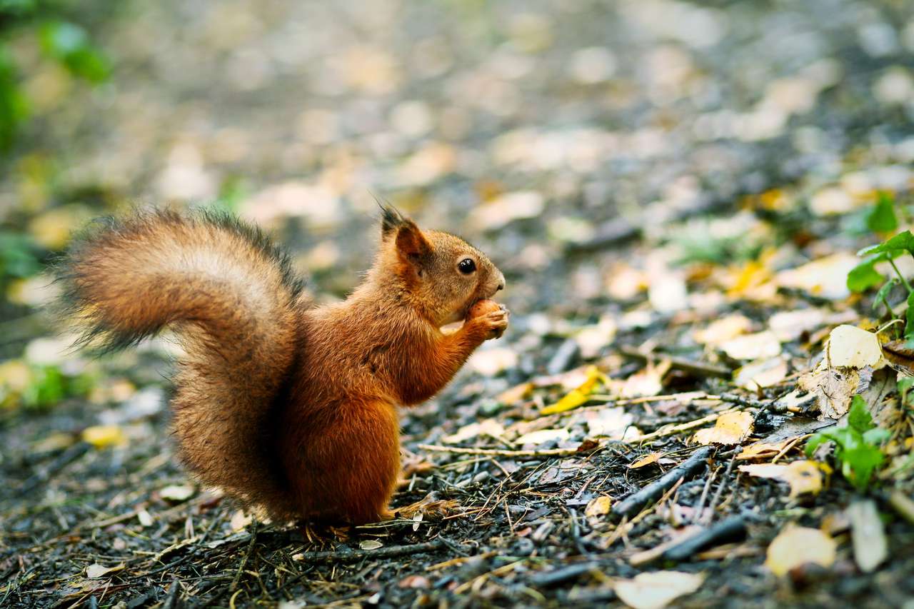 Czerwona wiewiórka je orzecha puzzle online ze zdjęcia