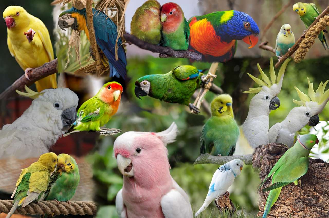 papugi papagai puzzle online ze zdjęcia