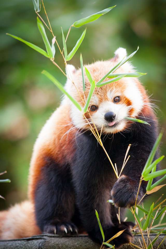 Piękna czerwona panda lub mniejsza panda puzzle online