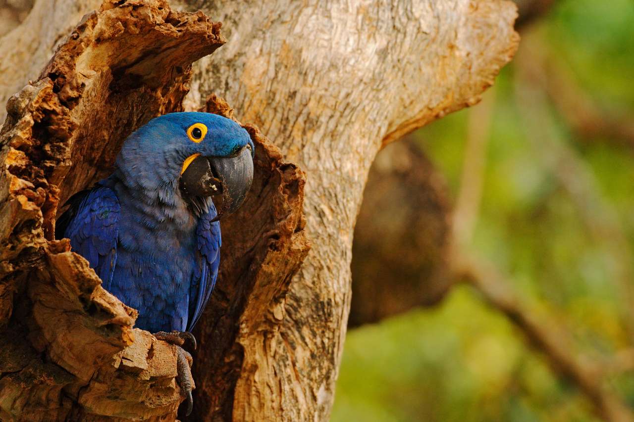 Duża niebieska papuga Hiacyntowa Ara puzzle online ze zdjęcia