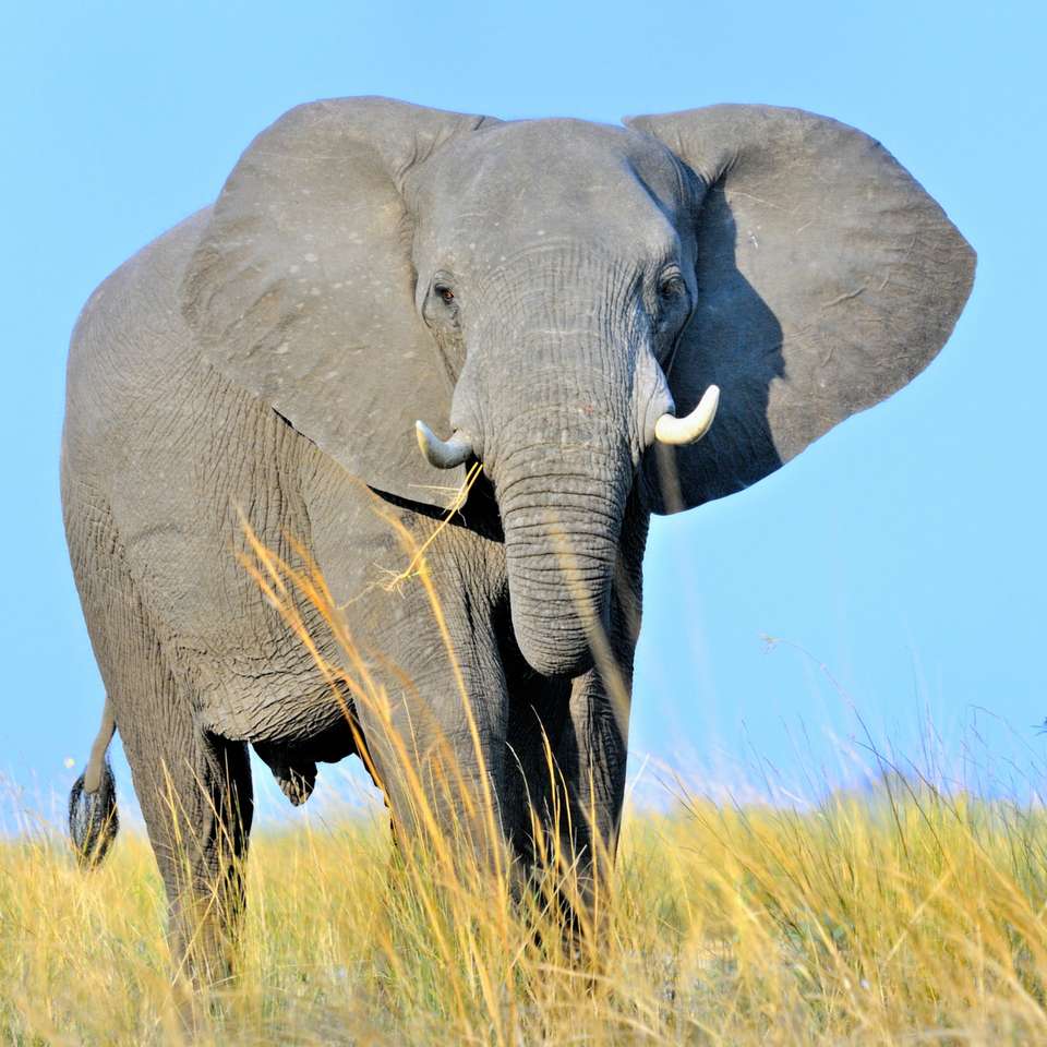 Słoń, który musi znaleźć wodę puzzle online ze zdjęcia