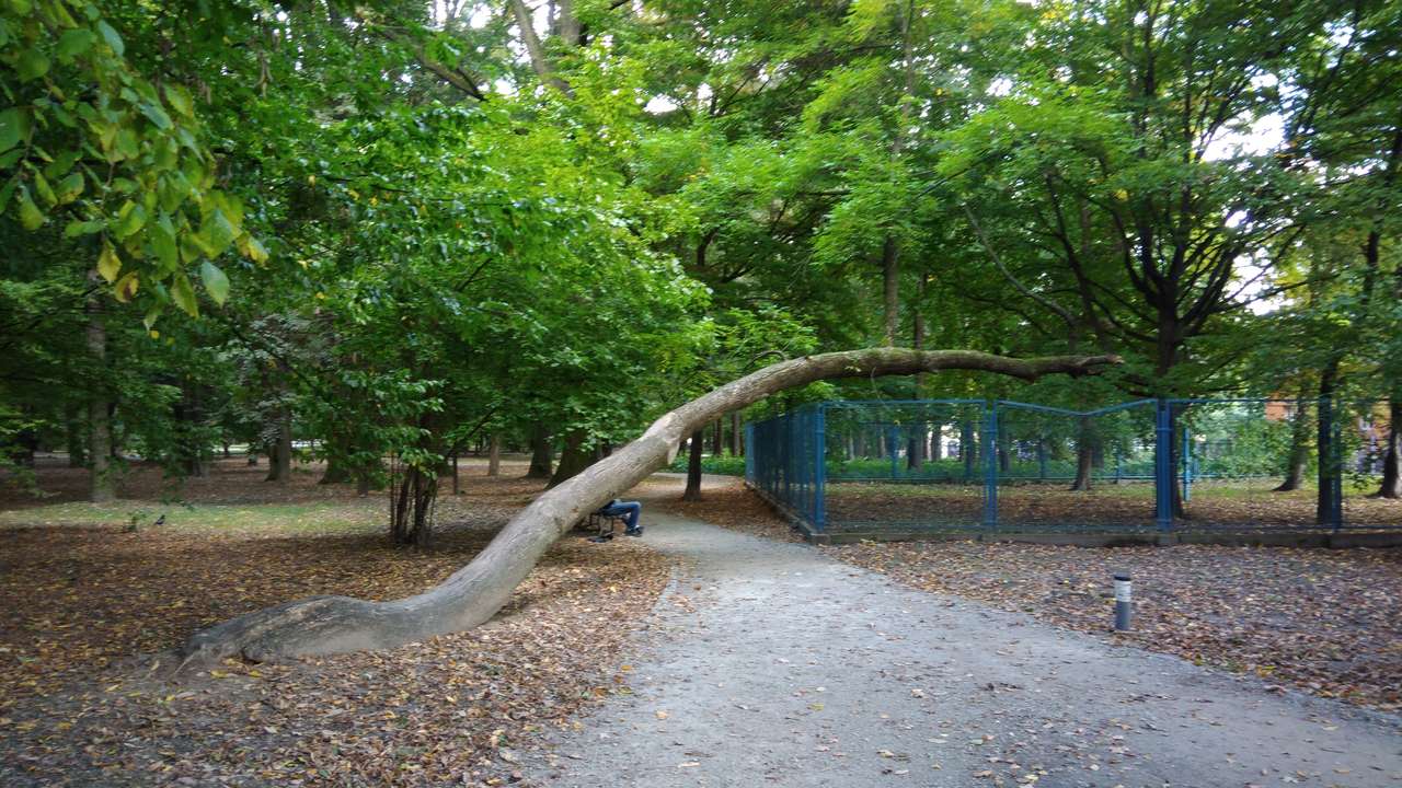 Drzewo w parku puzzle online