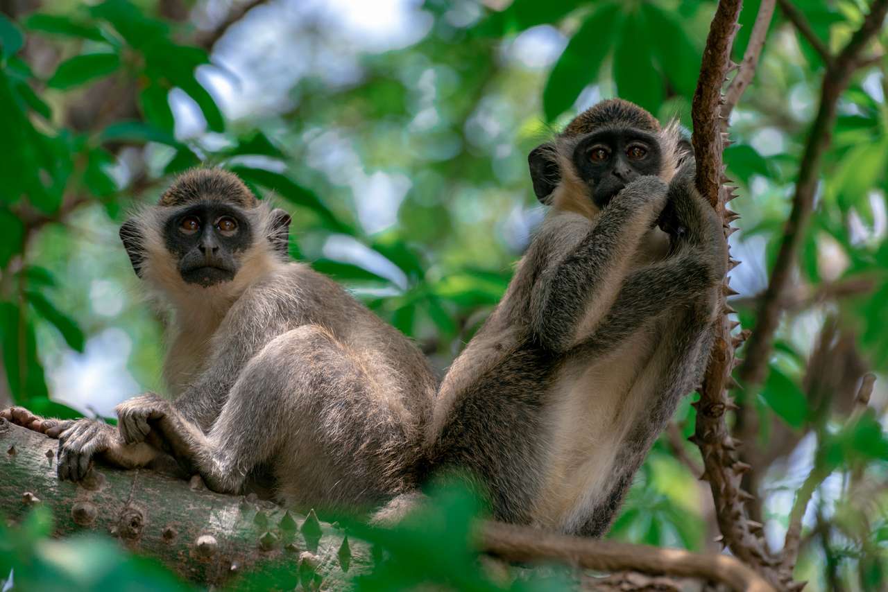 Green Vervet Monkeys w parku leśnym Bijilo, Gambia puzzle online ze zdjęcia