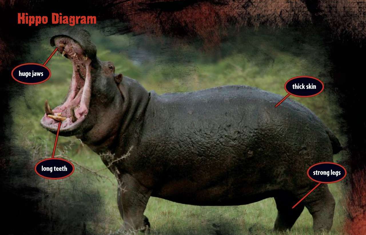Schemat hipopotama puzzle online