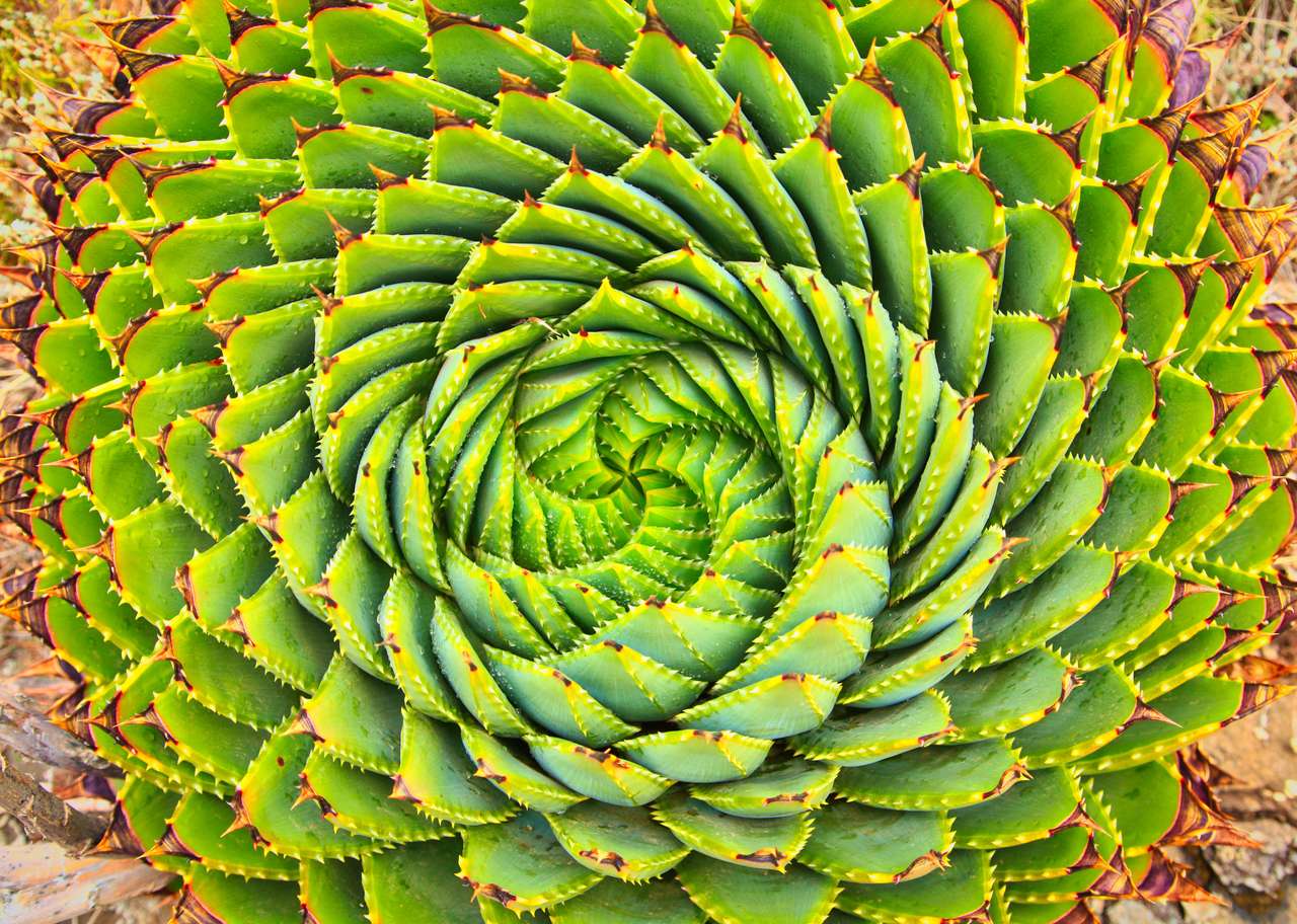 Spiral Aloe to tradycyjna roślina w Lesotho puzzle ze zdjęcia