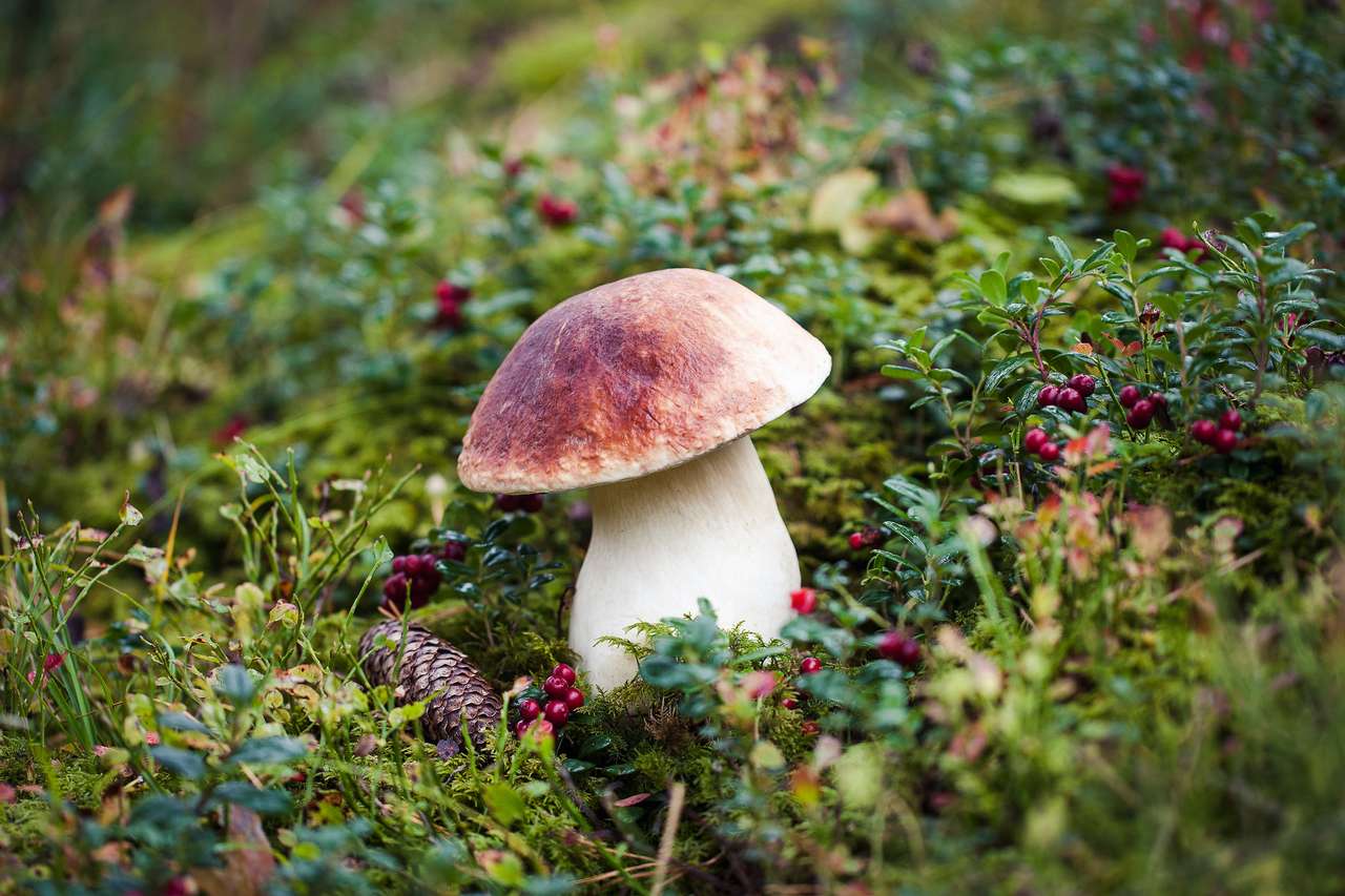 Dziki borowik w łotewskim lesie puzzle online ze zdjęcia