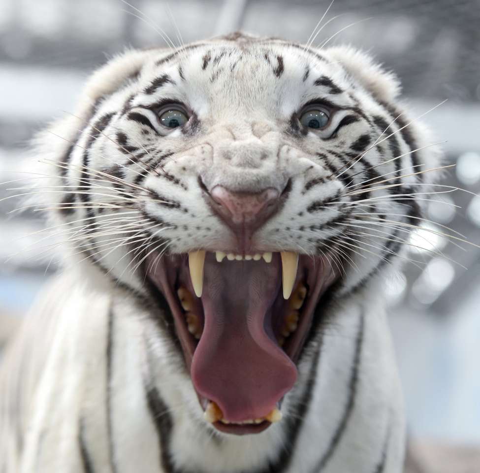 biały tygrys bengalski puzzle online ze zdjęcia