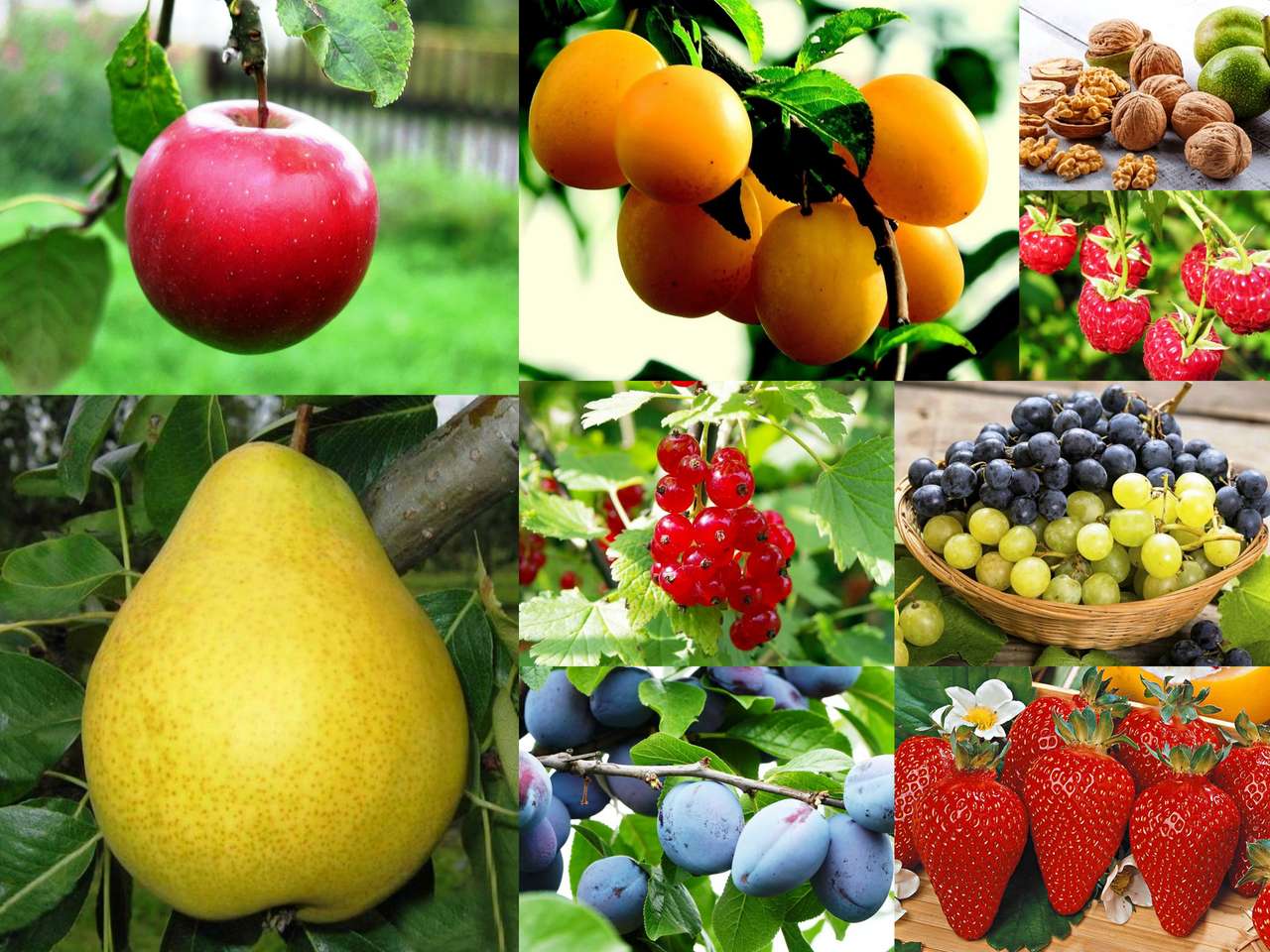 Owoce - collage puzzle online ze zdjęcia