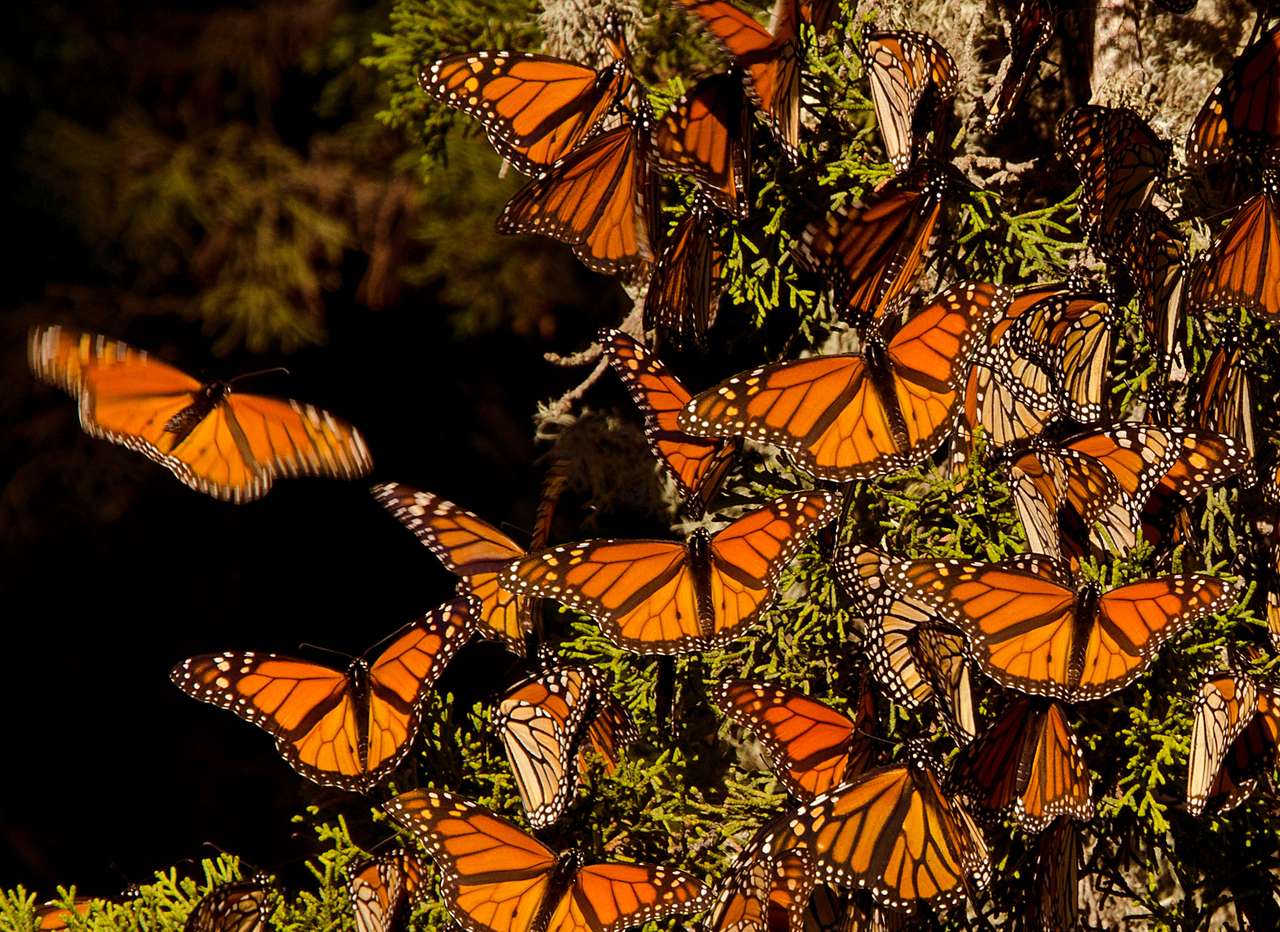 Motyle monarchy puzzle ze zdjęcia