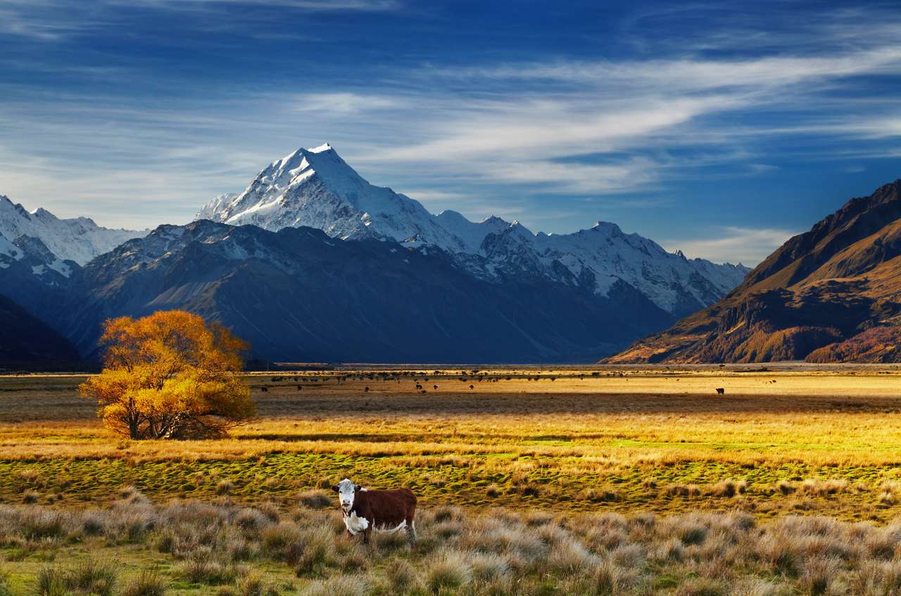Pola uprawne z pasącymi się krowami i Mount Cook puzzle online ze zdjęcia