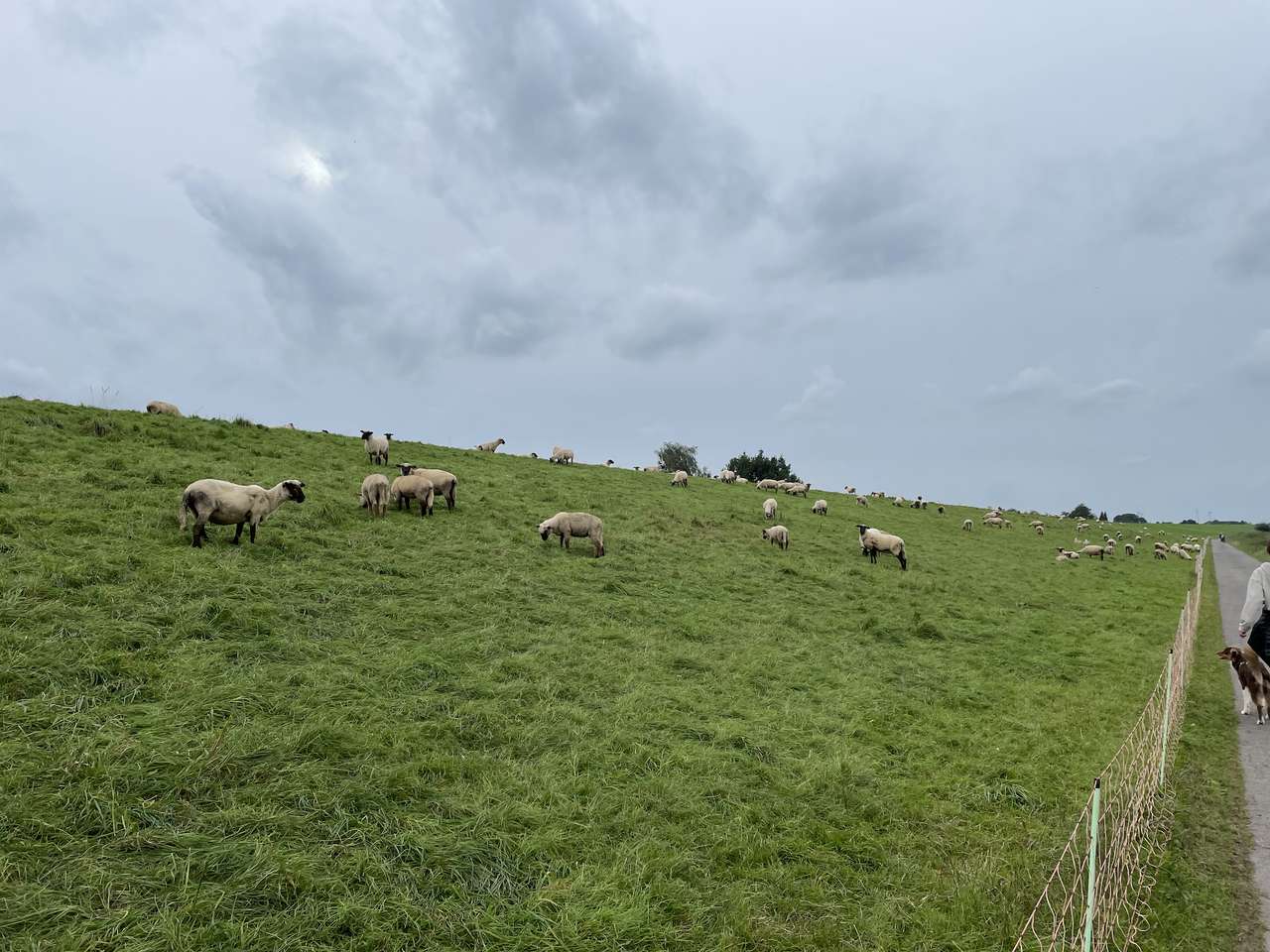owce na wzgórzu puzzle online