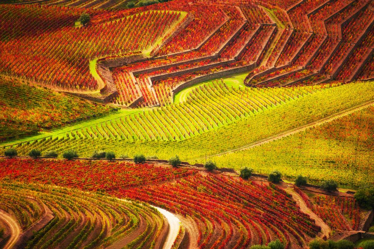 Winnice w dolinie rzeki Duero w Portugalii puzzle online ze zdjęcia