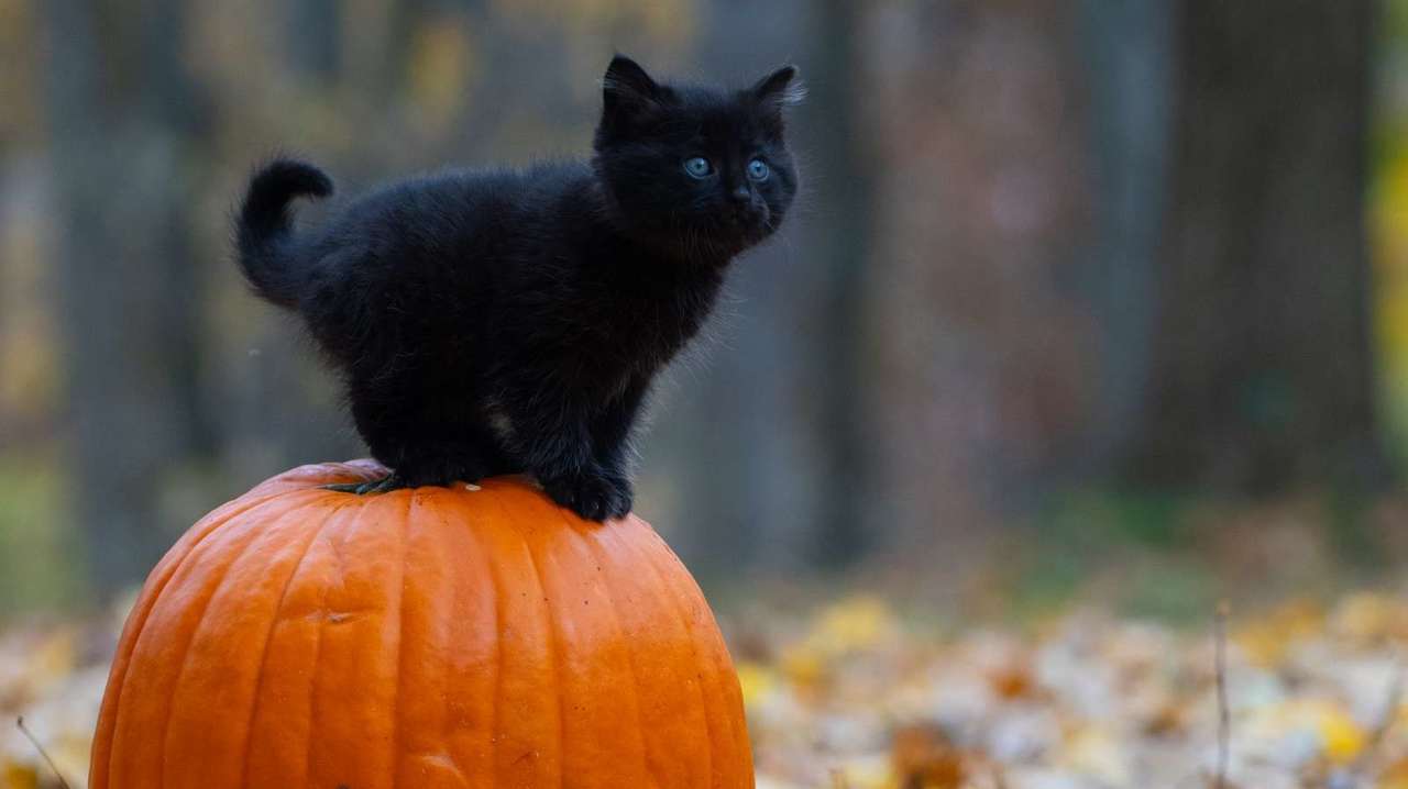 Czarny kot puzzle online ze zdjęcia