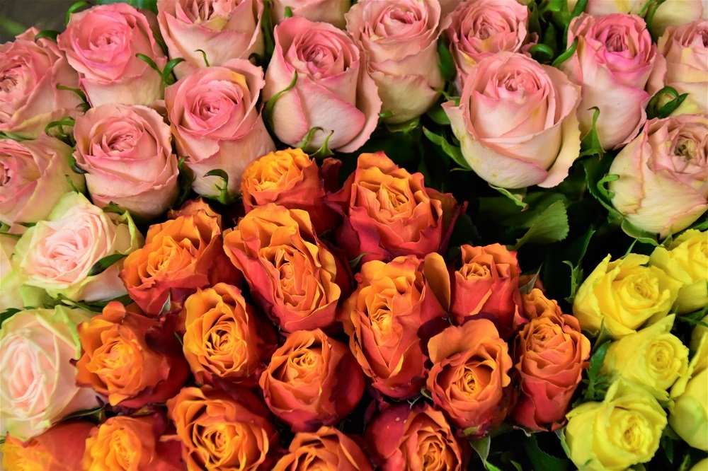 róże z miłością puzzle online ze zdjęcia