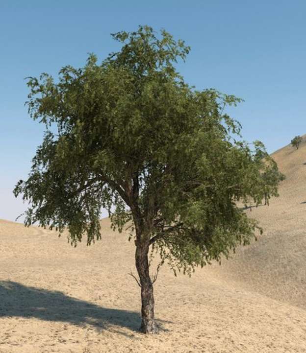 drzewo gafa puzzle online ze zdjęcia