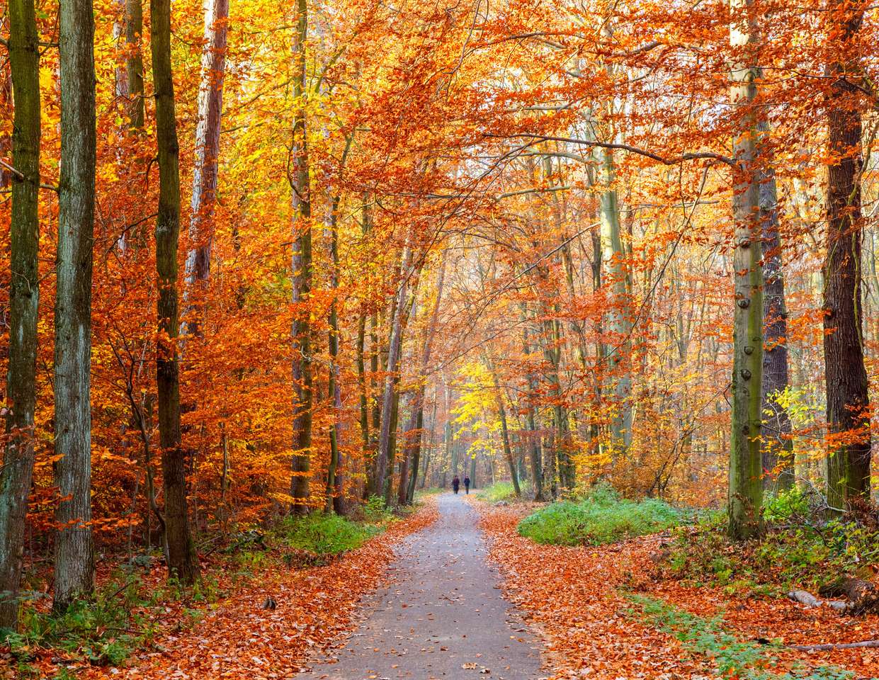 Ścieżka w jesiennym lesie puzzle online