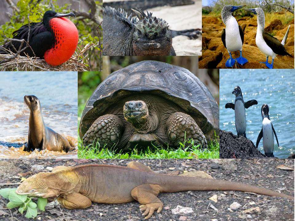 Zwierzęta z Galapagos puzzle