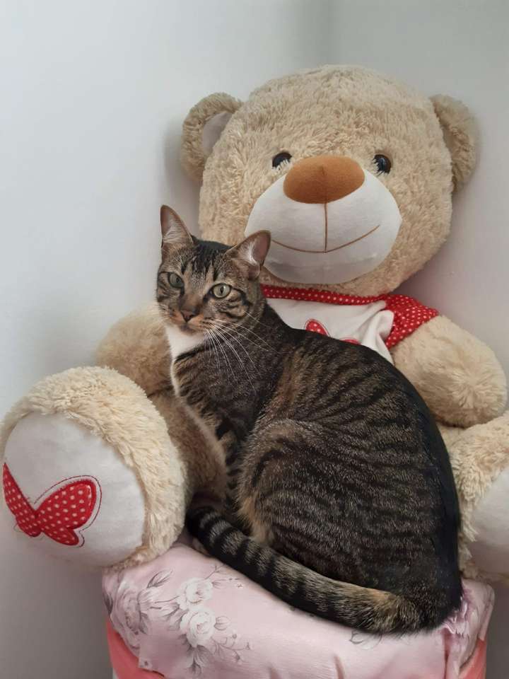 Puchi to piękny kot puzzle online ze zdjęcia