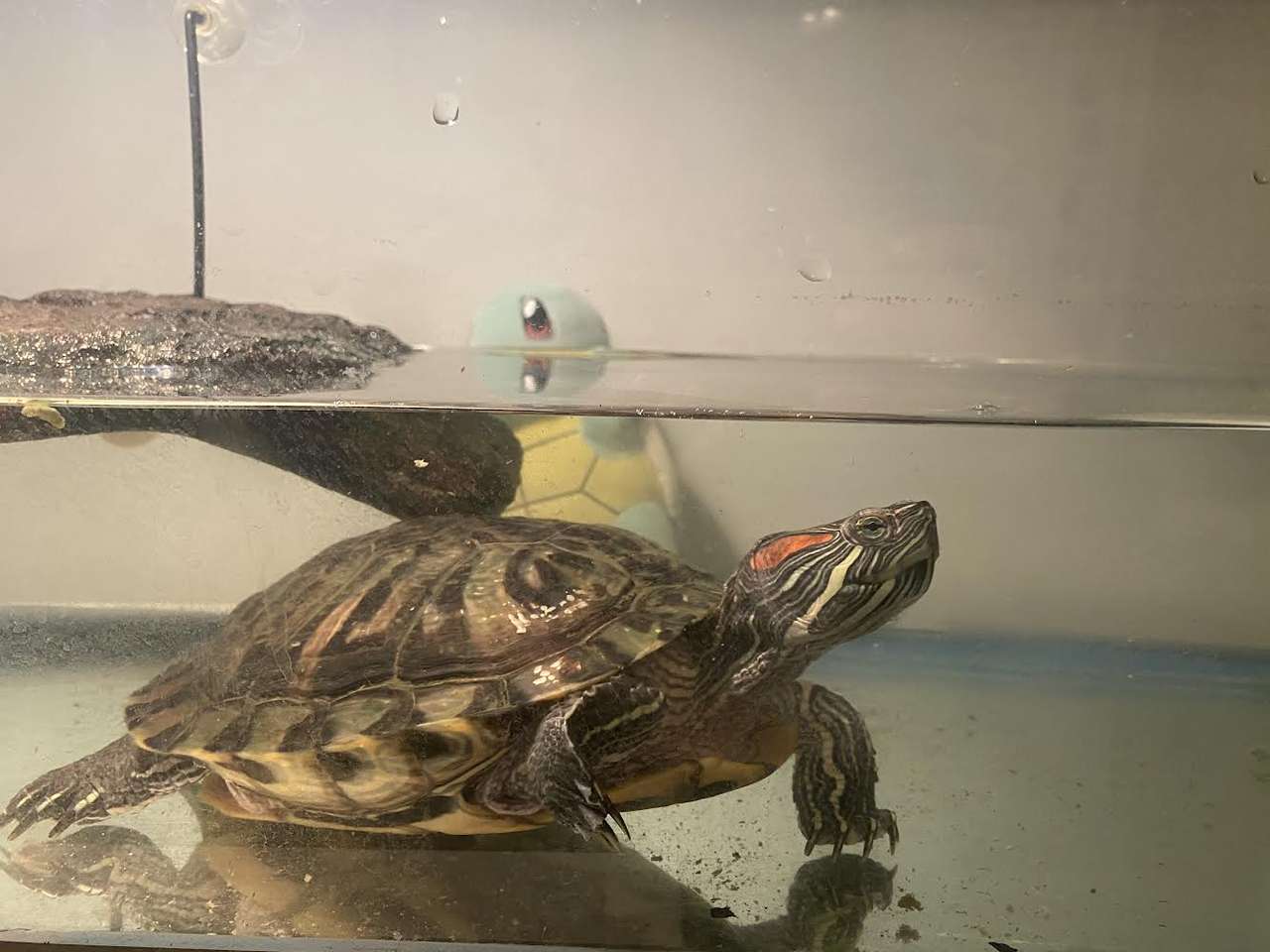 Ten żółw ma zamiar wyruszyć na wielką przygodę puzzle online ze zdjęcia
