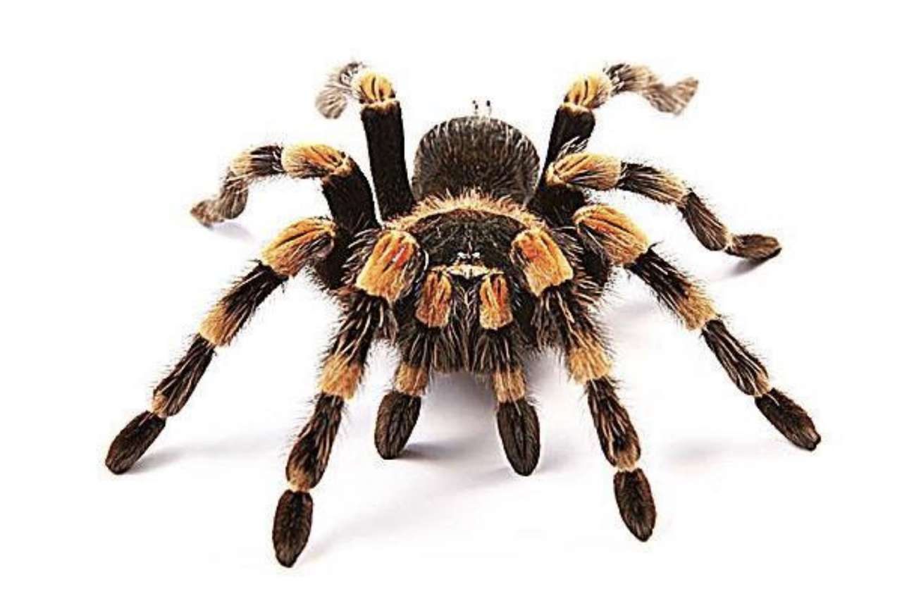 pająk w kawałkach puzzle online ze zdjęcia