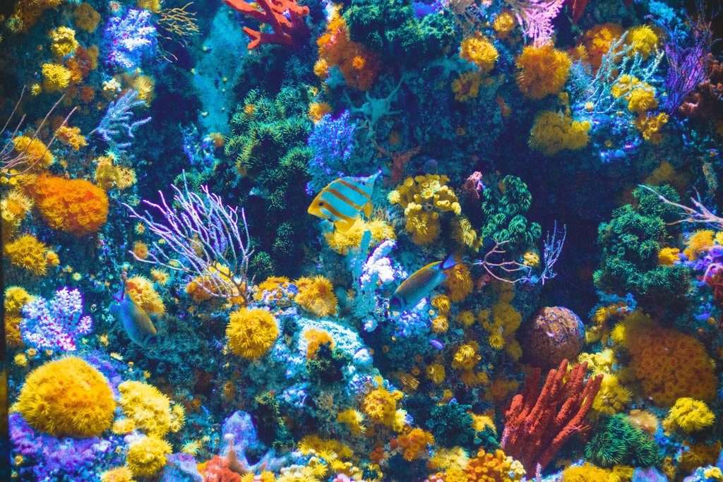 Rafa koralowa puzzle online ze zdjęcia