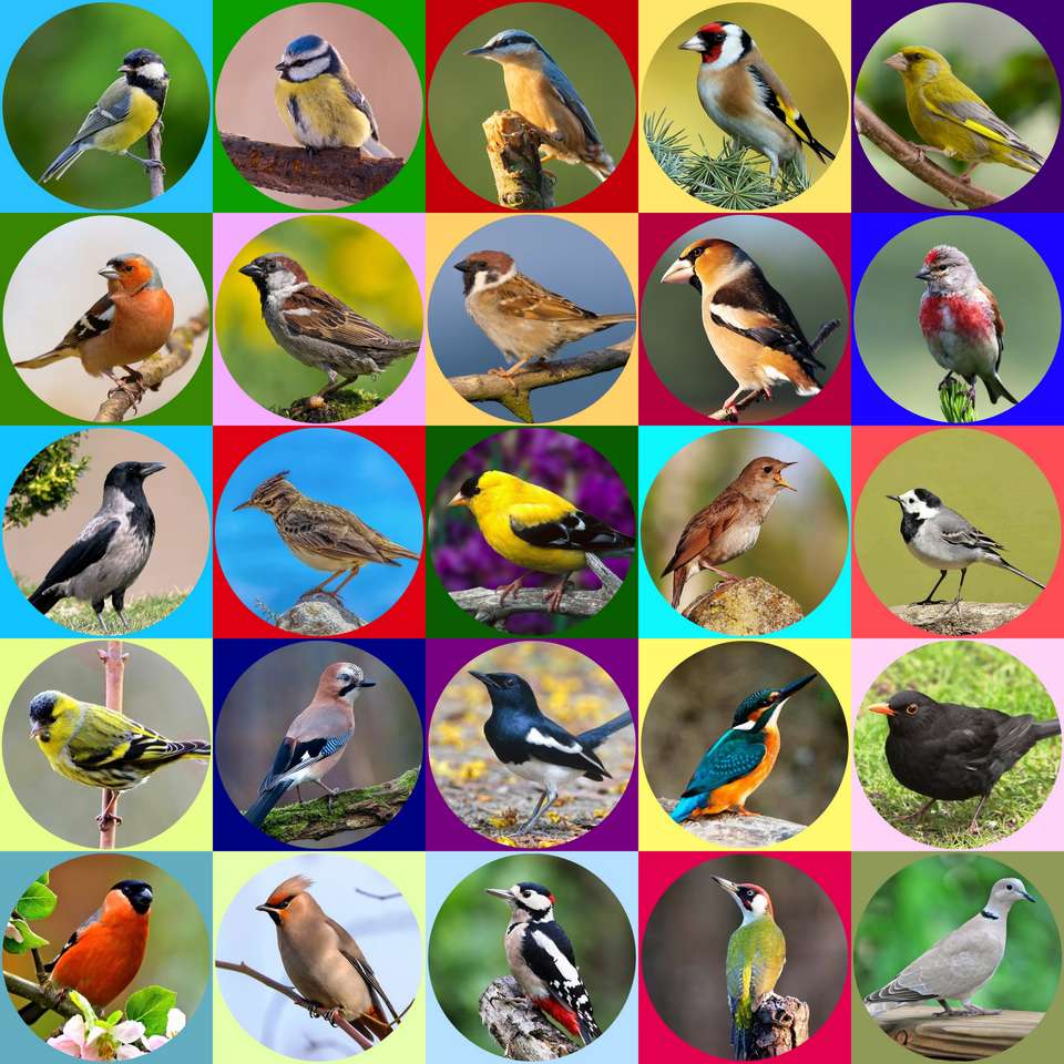Ptaki... puzzle online ze zdjęcia