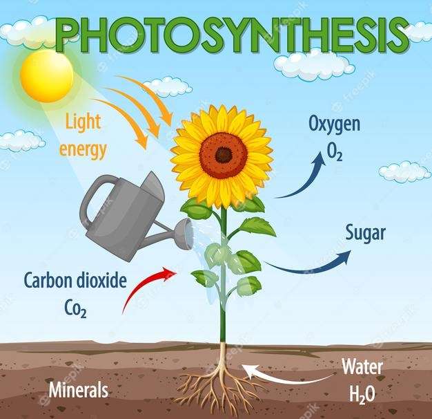 Fotosynteza puzzle online ze zdjęcia