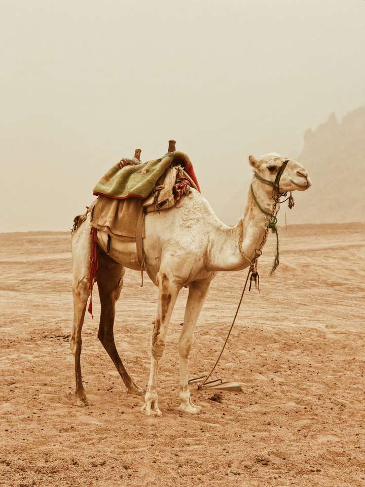 Wielbłąd na pustyni puzzle online ze zdjęcia
