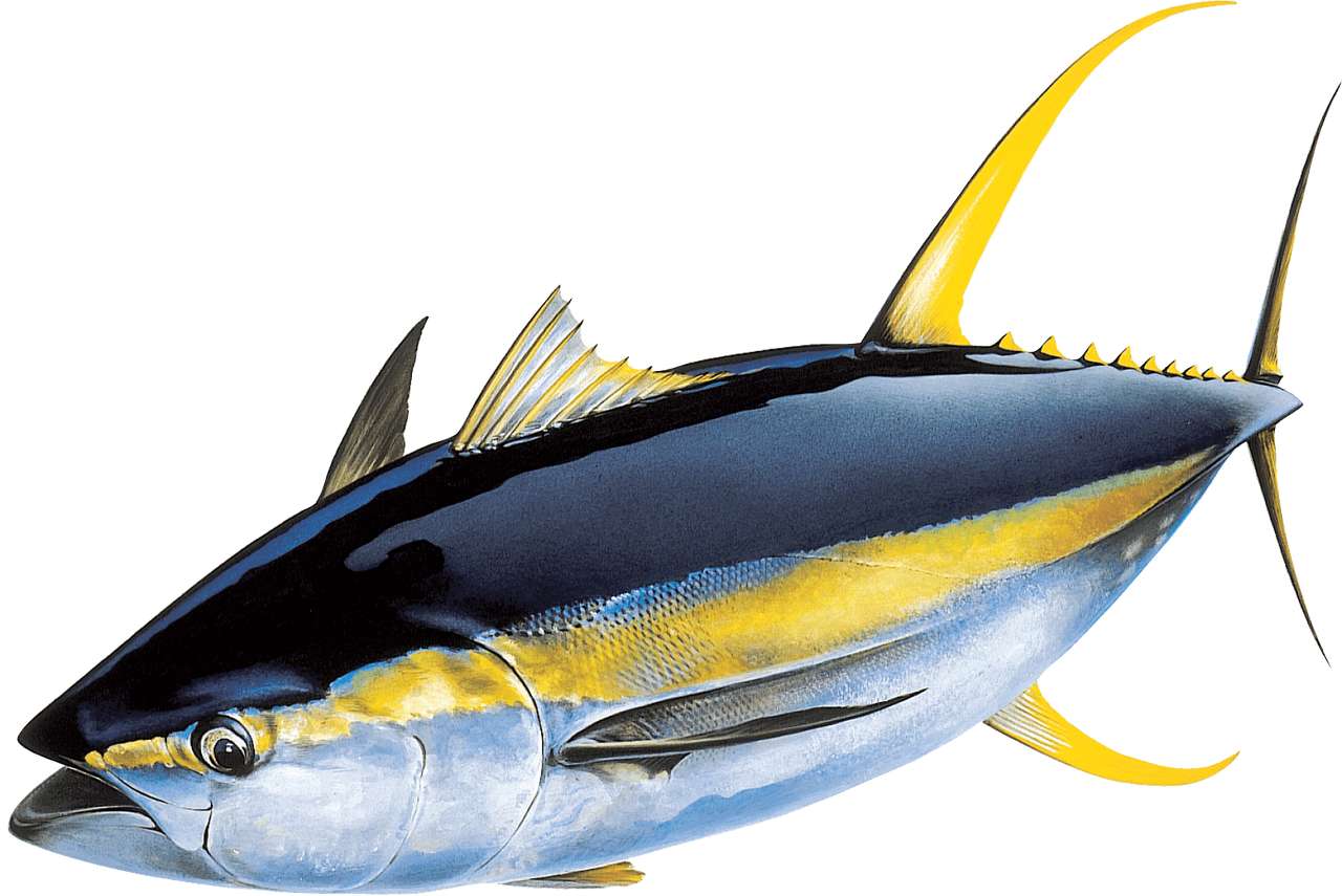 tuńczyk żółtopłetwy puzzle online ze zdjęcia