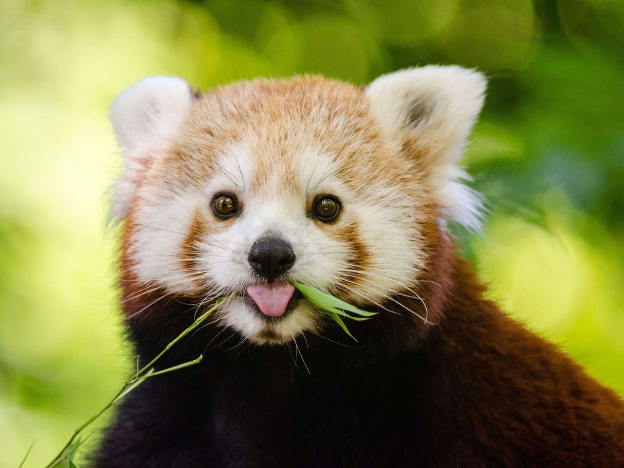 czerwona panda puzzle online ze zdjęcia