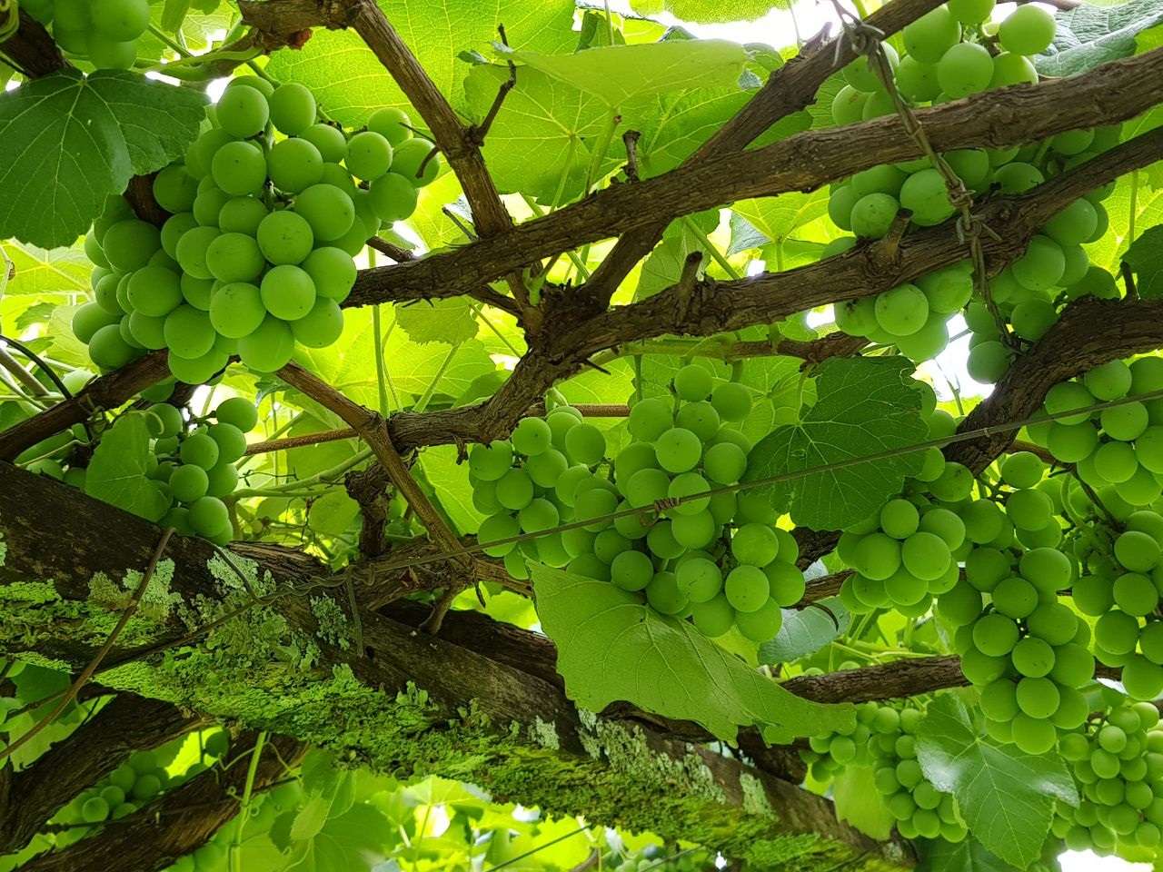 Zielone winogrona z Minas Gerais puzzle online