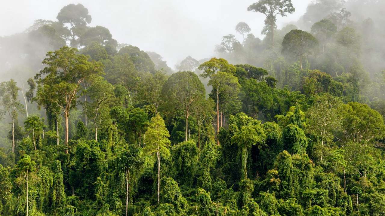 trópusi esőerdő puzzle online