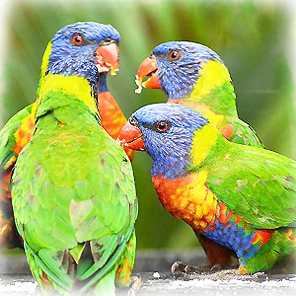papugi Lori puzzle online ze zdjęcia