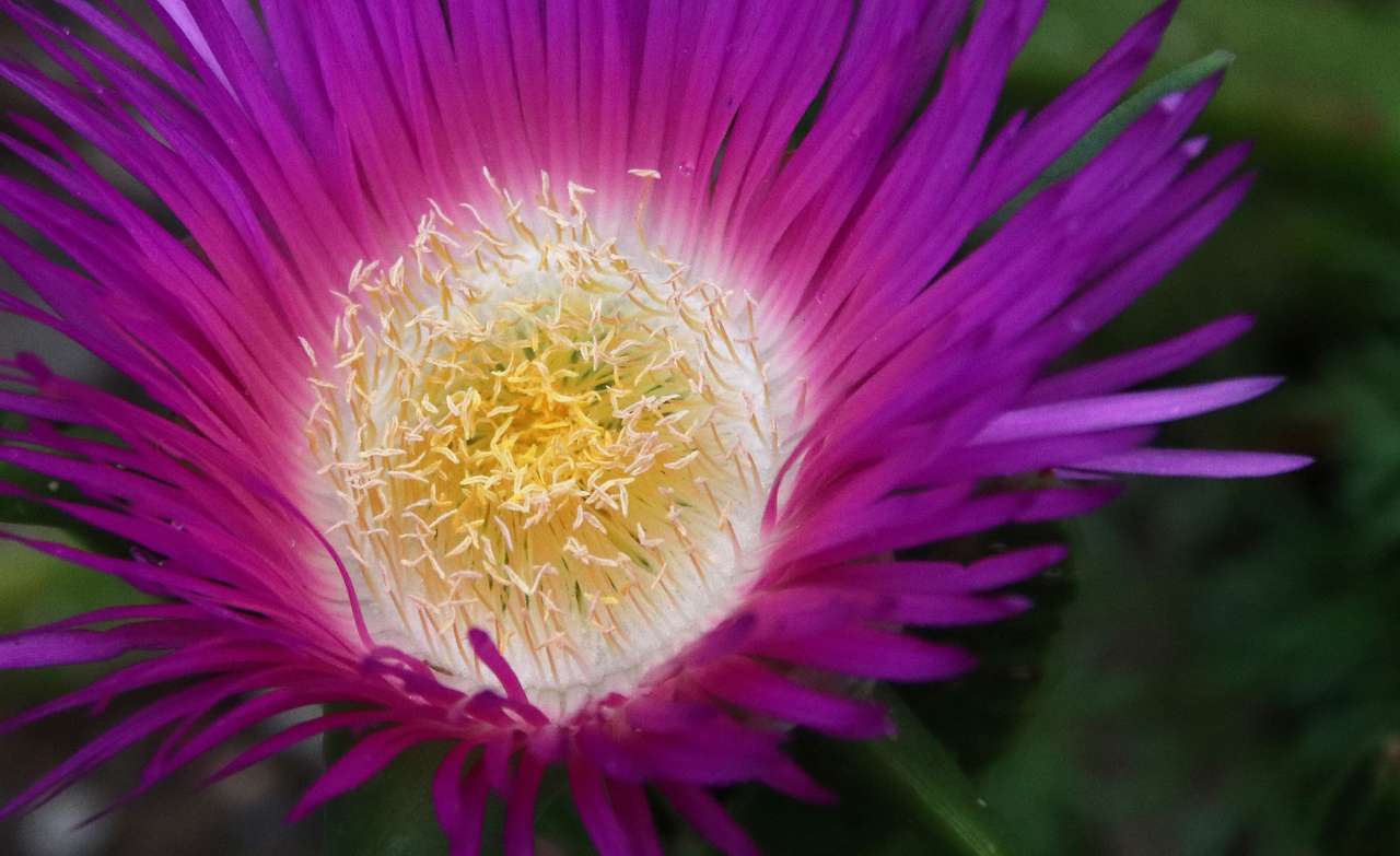 Fioletowy kwiat puzzle online ze zdjęcia