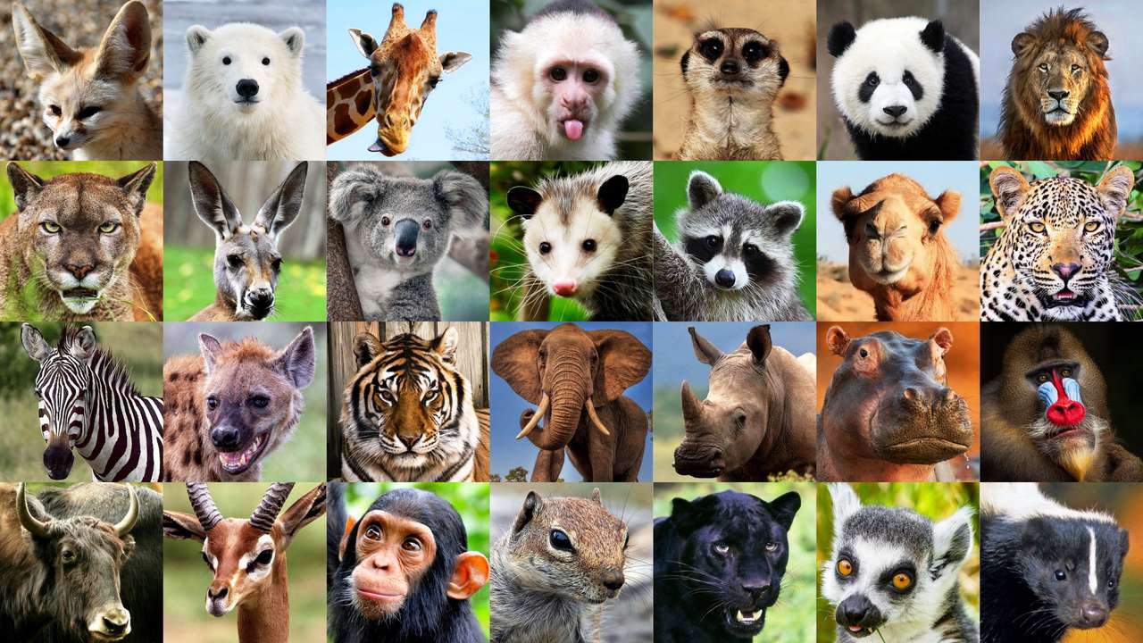 Zwierzęta puzzle ze zdjęcia