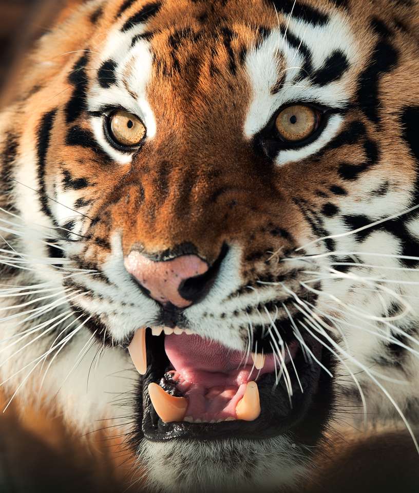 Tygrys syberyjski Panthera tigris altaica puzzle online ze zdjęcia