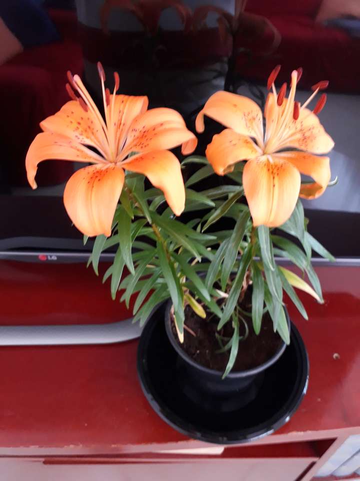 Kwiat - prezent na Dzień Matki puzzle online ze zdjęcia