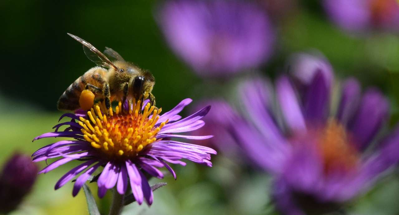 Pszczoła Katarzyny puzzle online