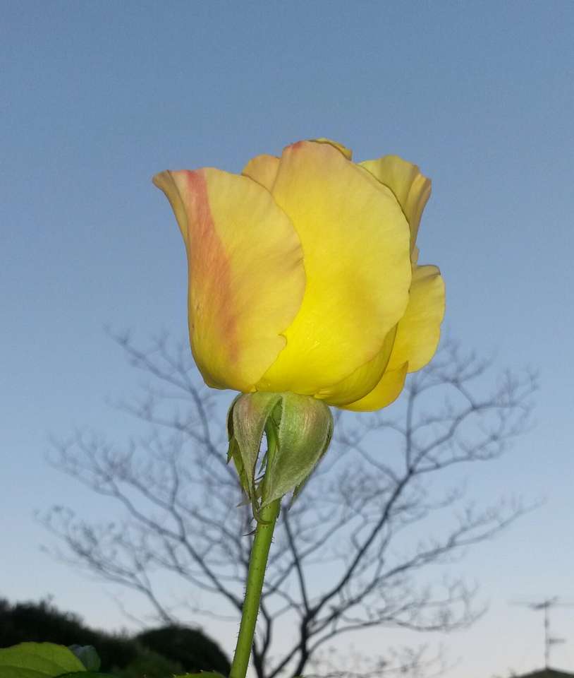 Żółta róża puzzle online ze zdjęcia