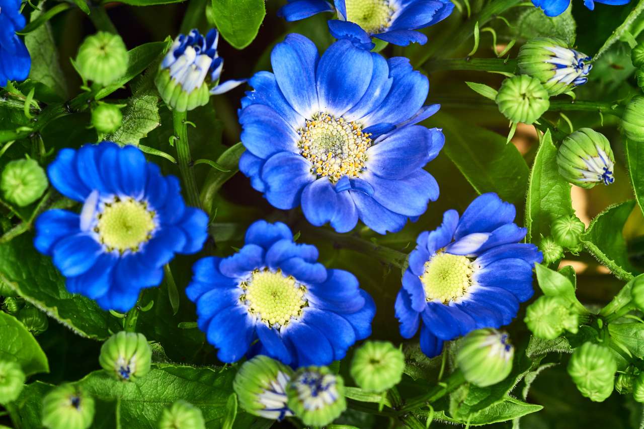 Detal niebieskich kwiatów dekoracyjnych - Senecio puzzle online